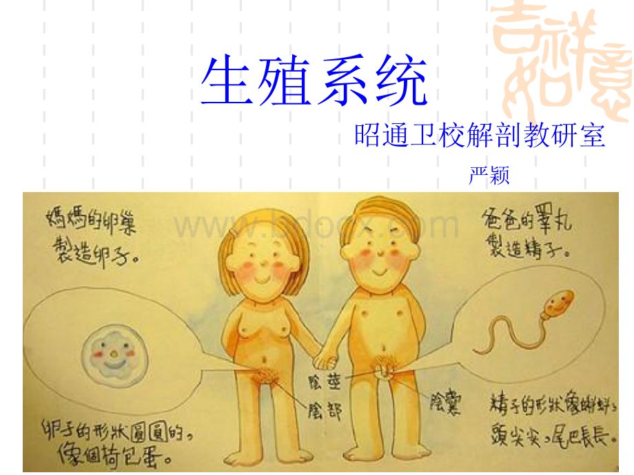 系统解剖学生殖系统.ppt