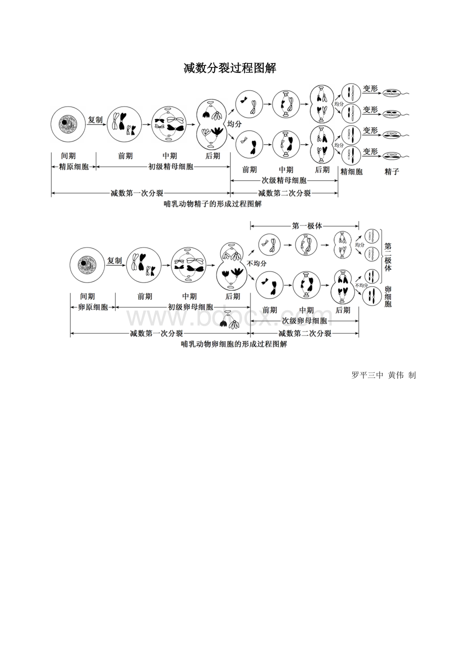 减数分裂过程图解.doc_第1页