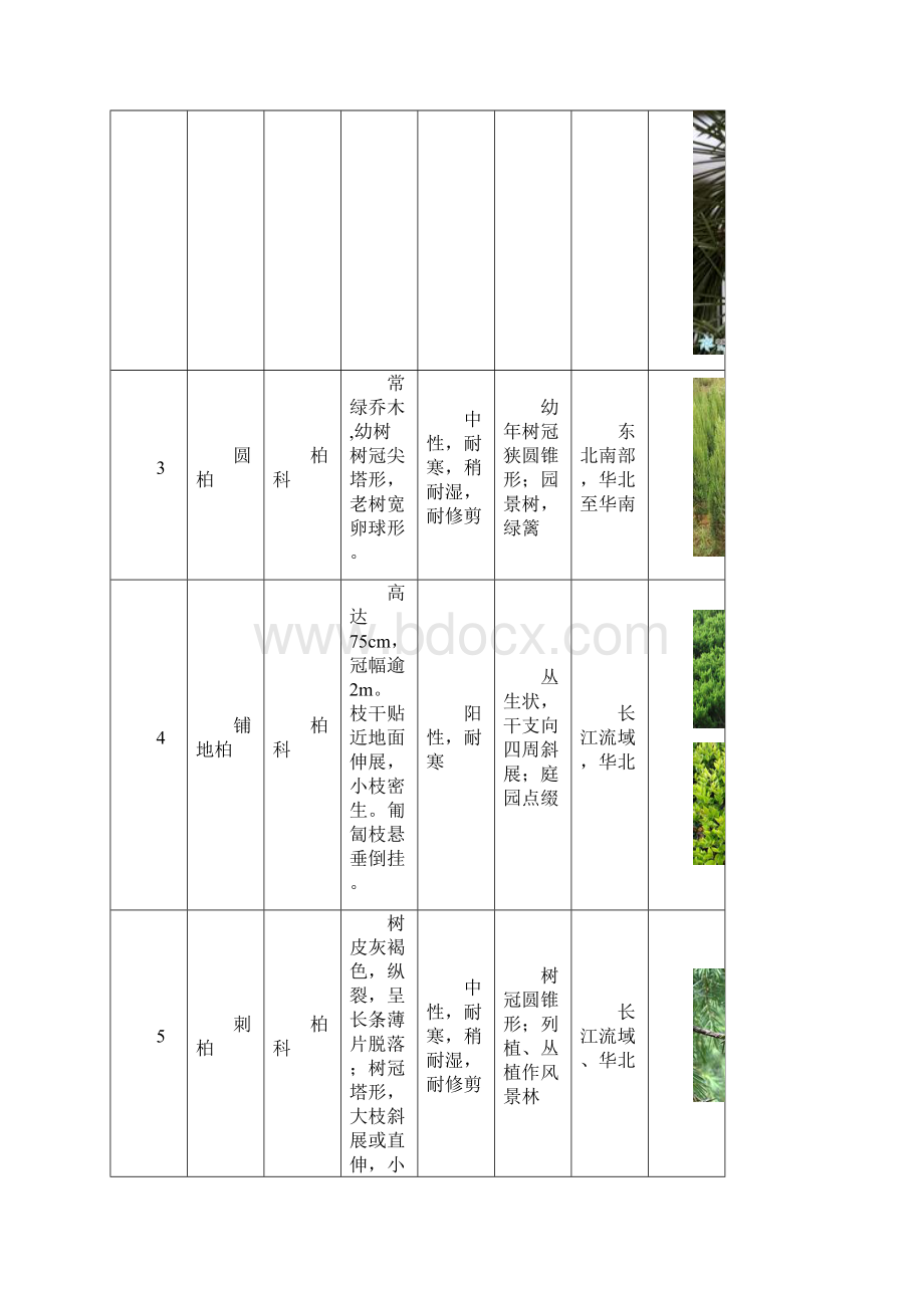 园林树木种类表综述.docx_第2页