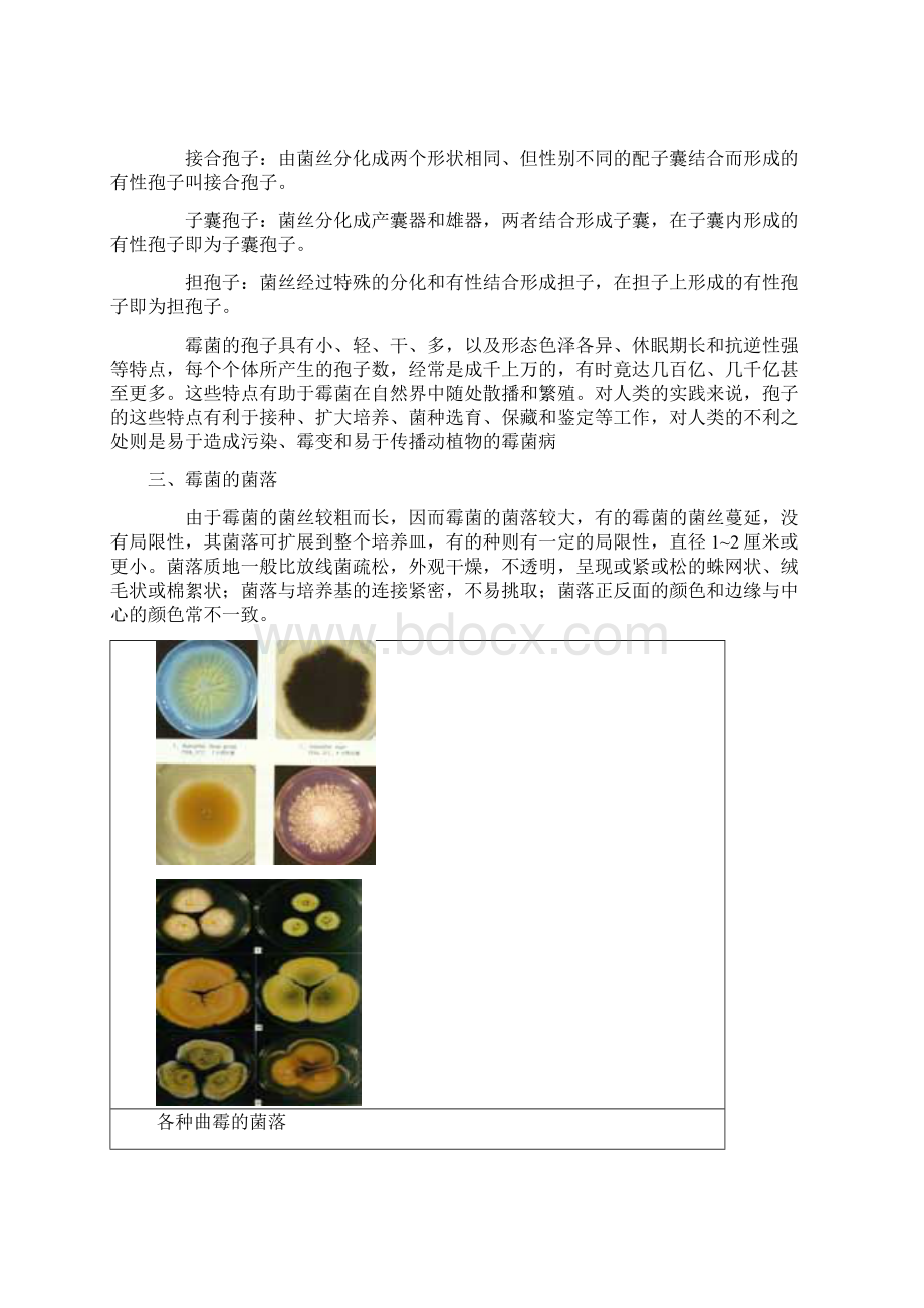 美丽的微生物世界02.docx_第2页