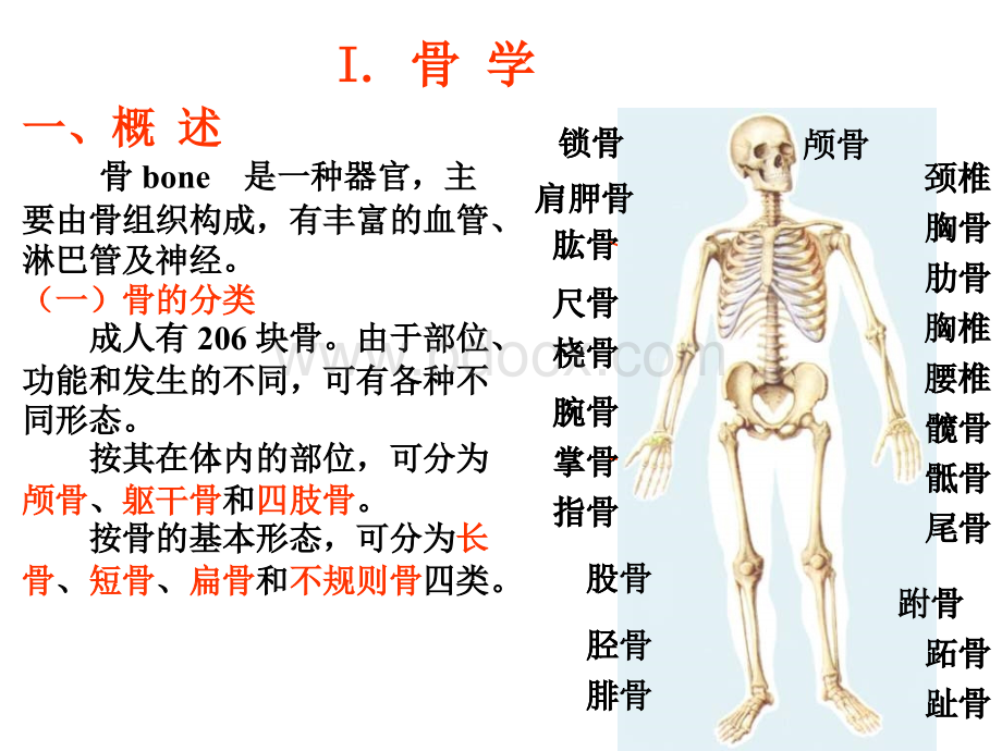 运动系统PPT1_精品文档.ppt_第3页