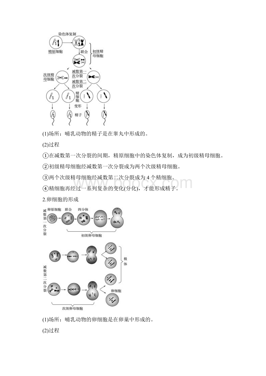 版高中生物第二章减数分裂和有性生殖第一节减数分裂第2课时教学案苏教版必修2Word格式.docx_第2页