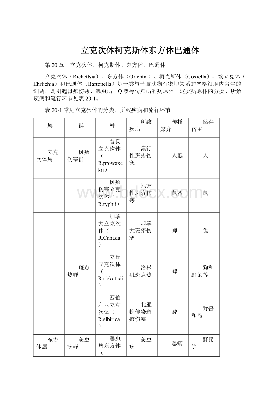 立克次体柯克斯体东方体巴通体Word格式.docx_第1页