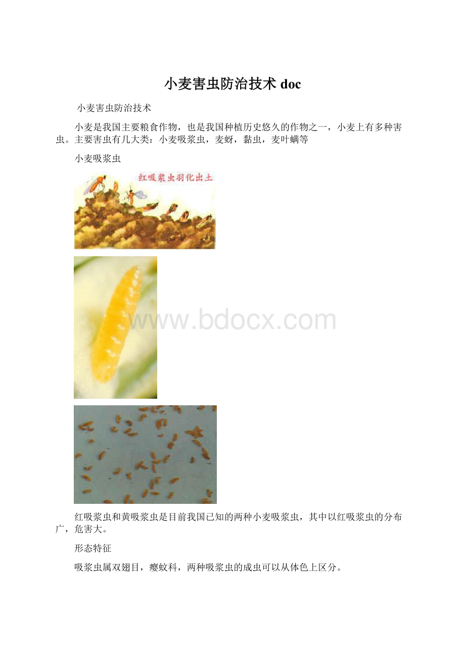 小麦害虫防治技术docWord文件下载.docx