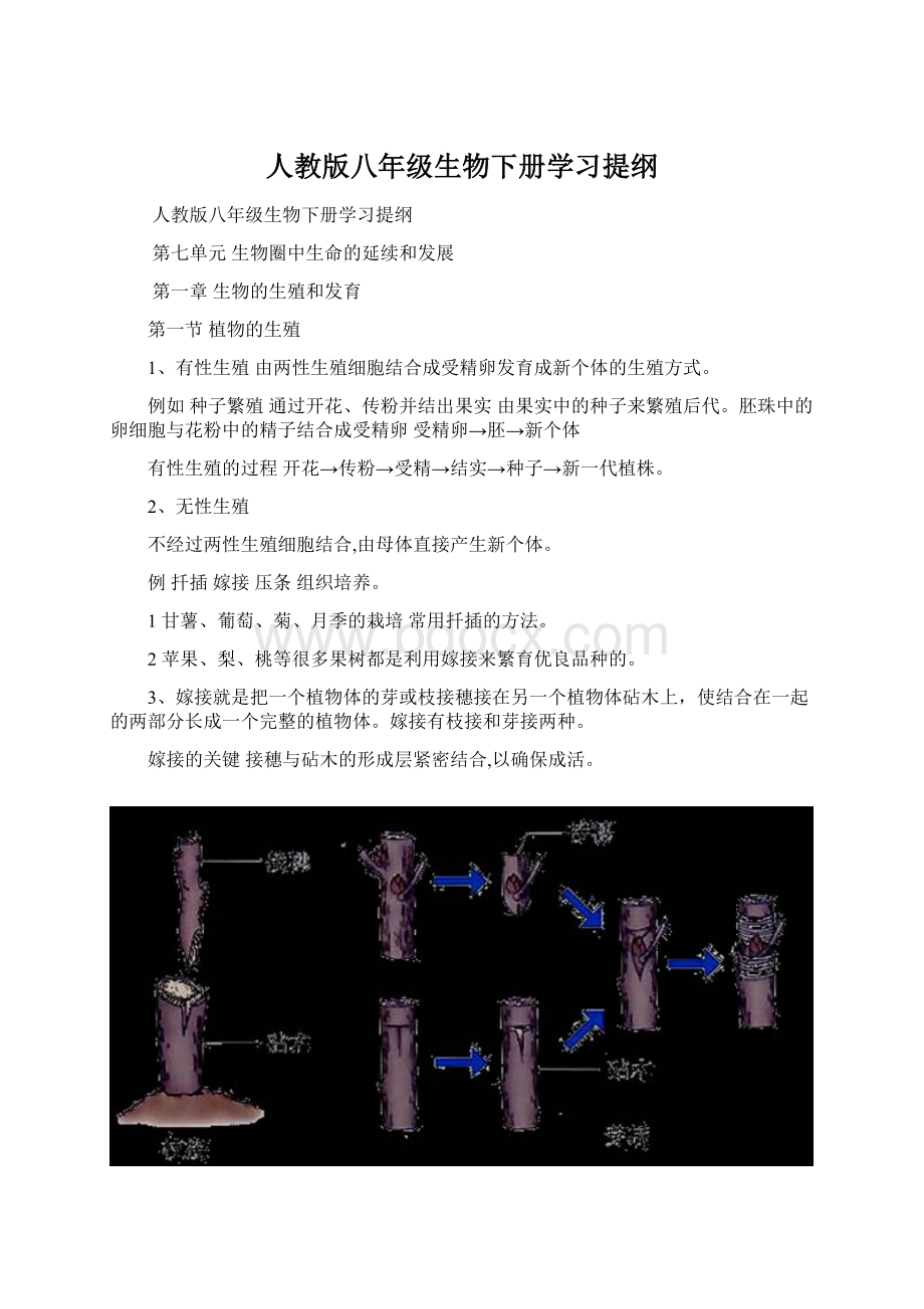 人教版八年级生物下册学习提纲Word格式.docx_第1页