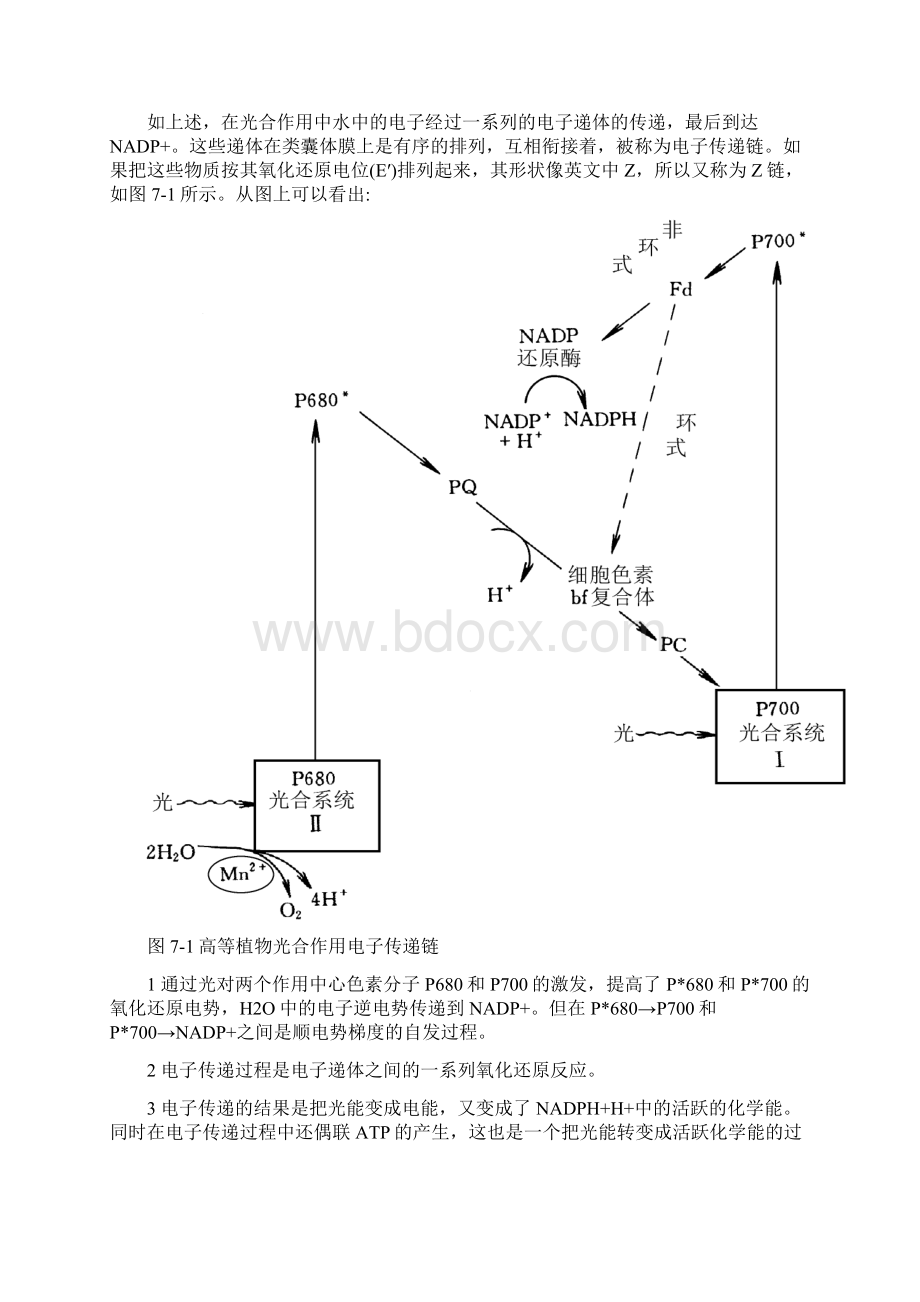 7 糖的生物合成.docx_第3页