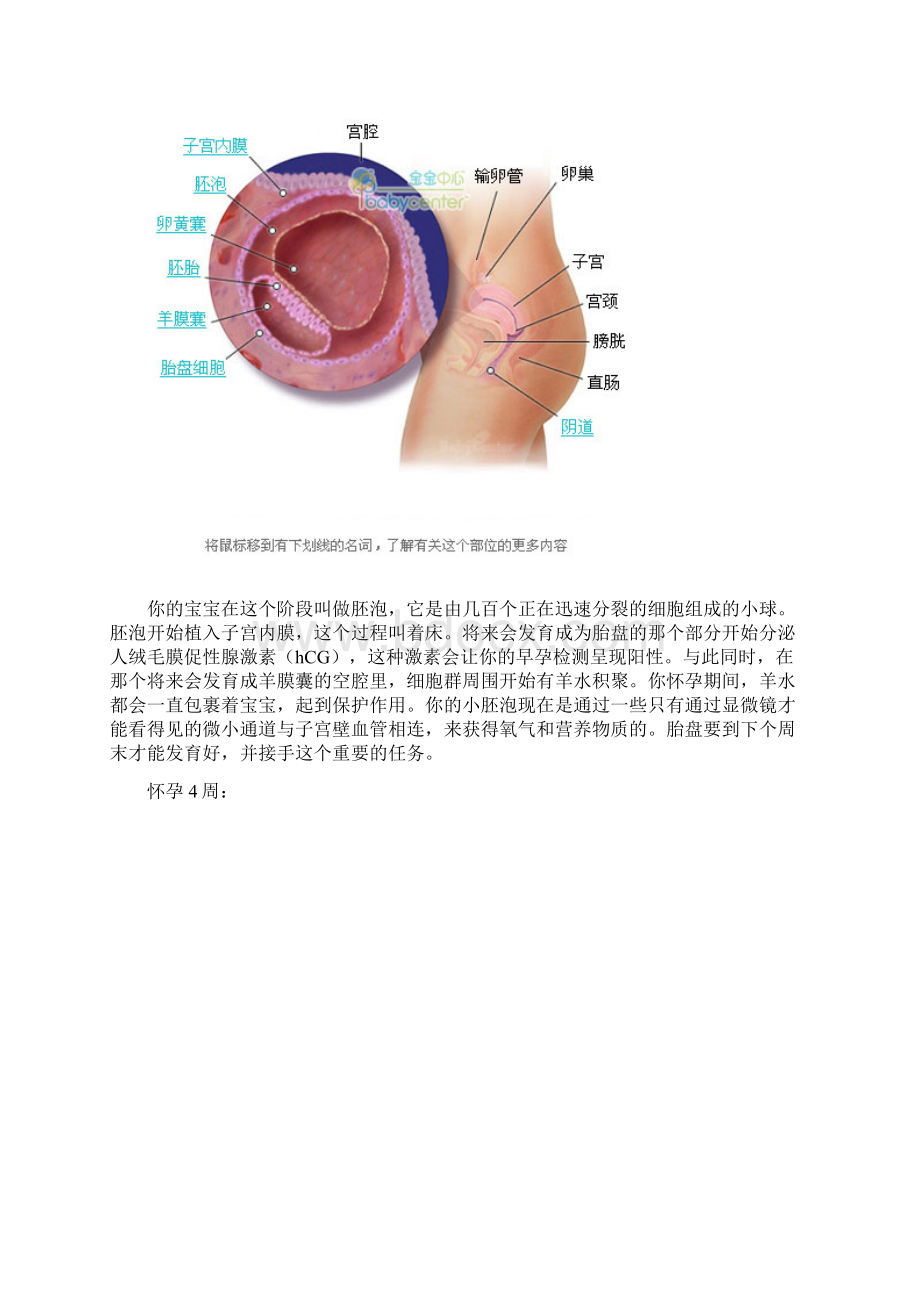 超详尽的胎儿发育过程全41周每周图解 附双胞胎发育.docx_第2页