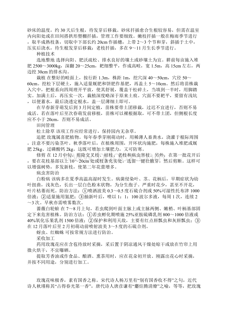 玫瑰花的种植技巧Word文档下载推荐.docx_第2页