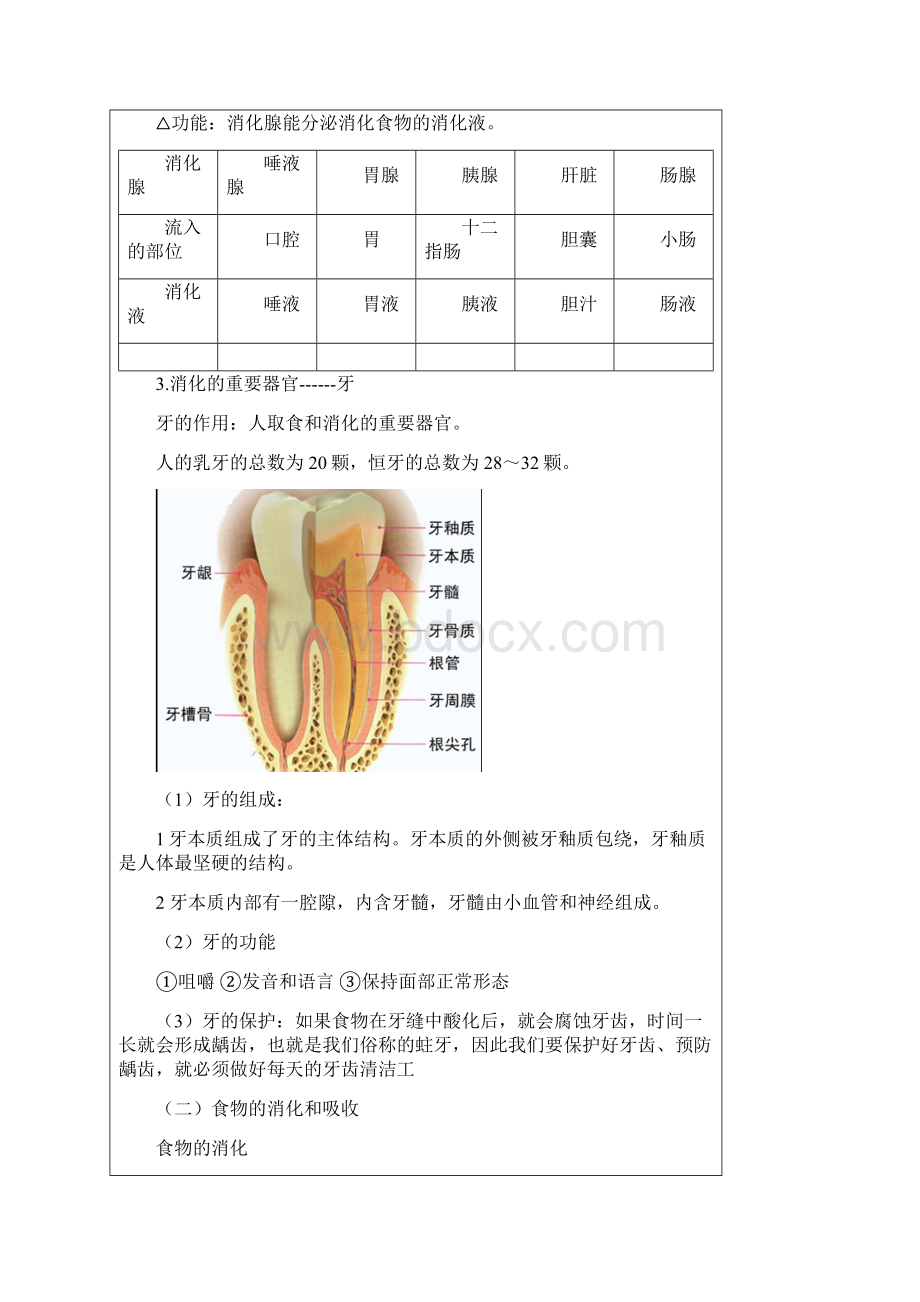 食物的消化与吸收Word格式文档下载.docx_第2页