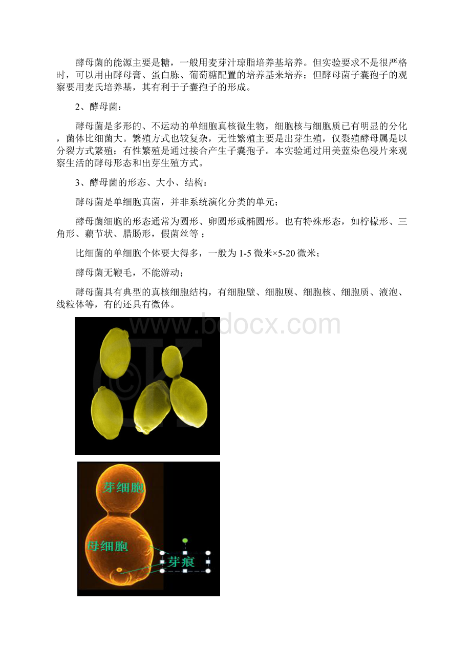 微生物实验7 酵母菌Word格式文档下载.docx_第2页