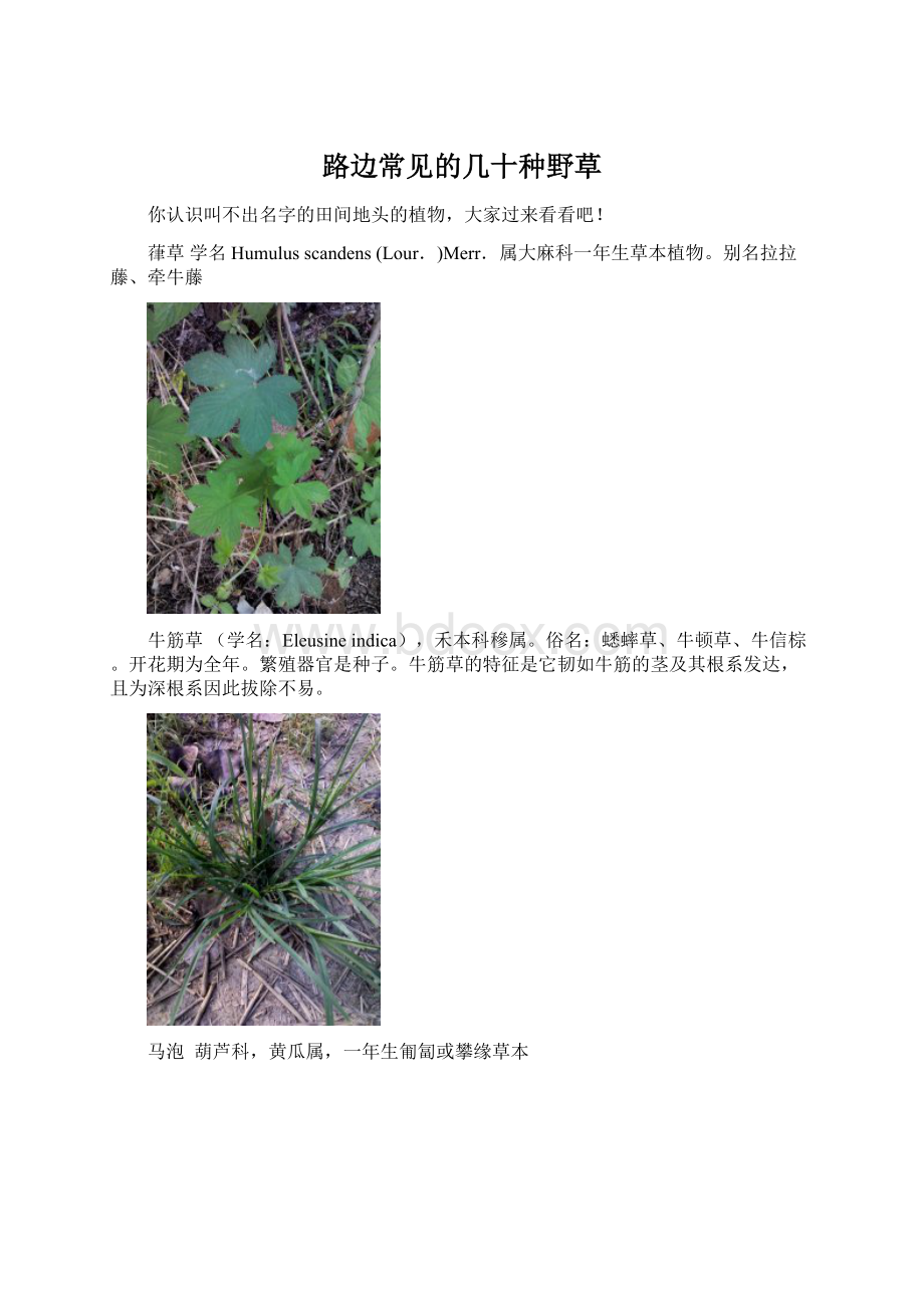 路边常见的几十种野草Word文档下载推荐.docx_第1页