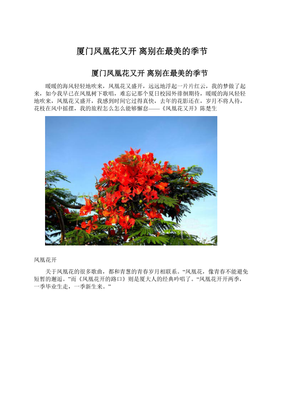 厦门凤凰花又开 离别在最美的季节Word文档格式.docx