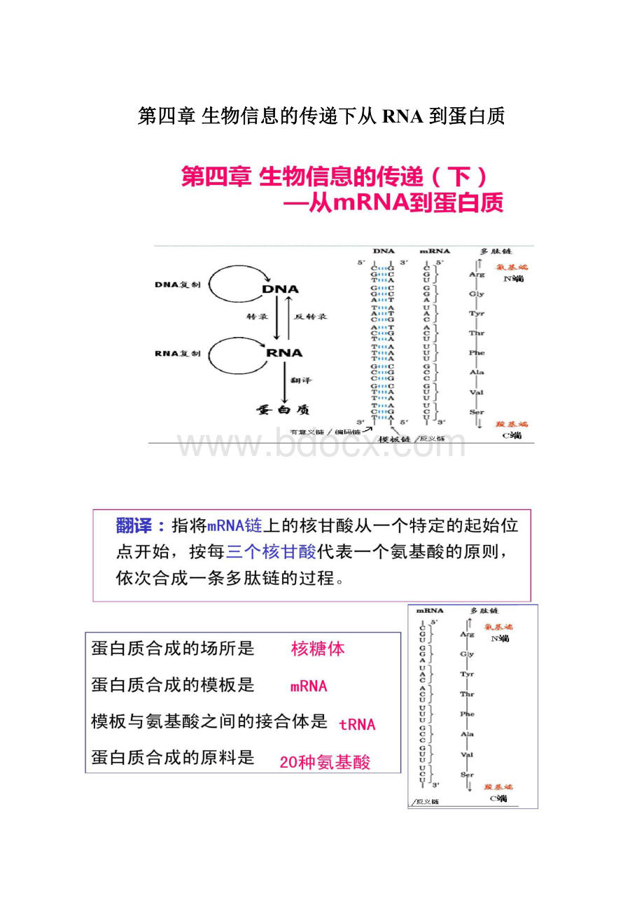 第四章 生物信息的传递下从RNA到蛋白质Word文档下载推荐.docx_第1页