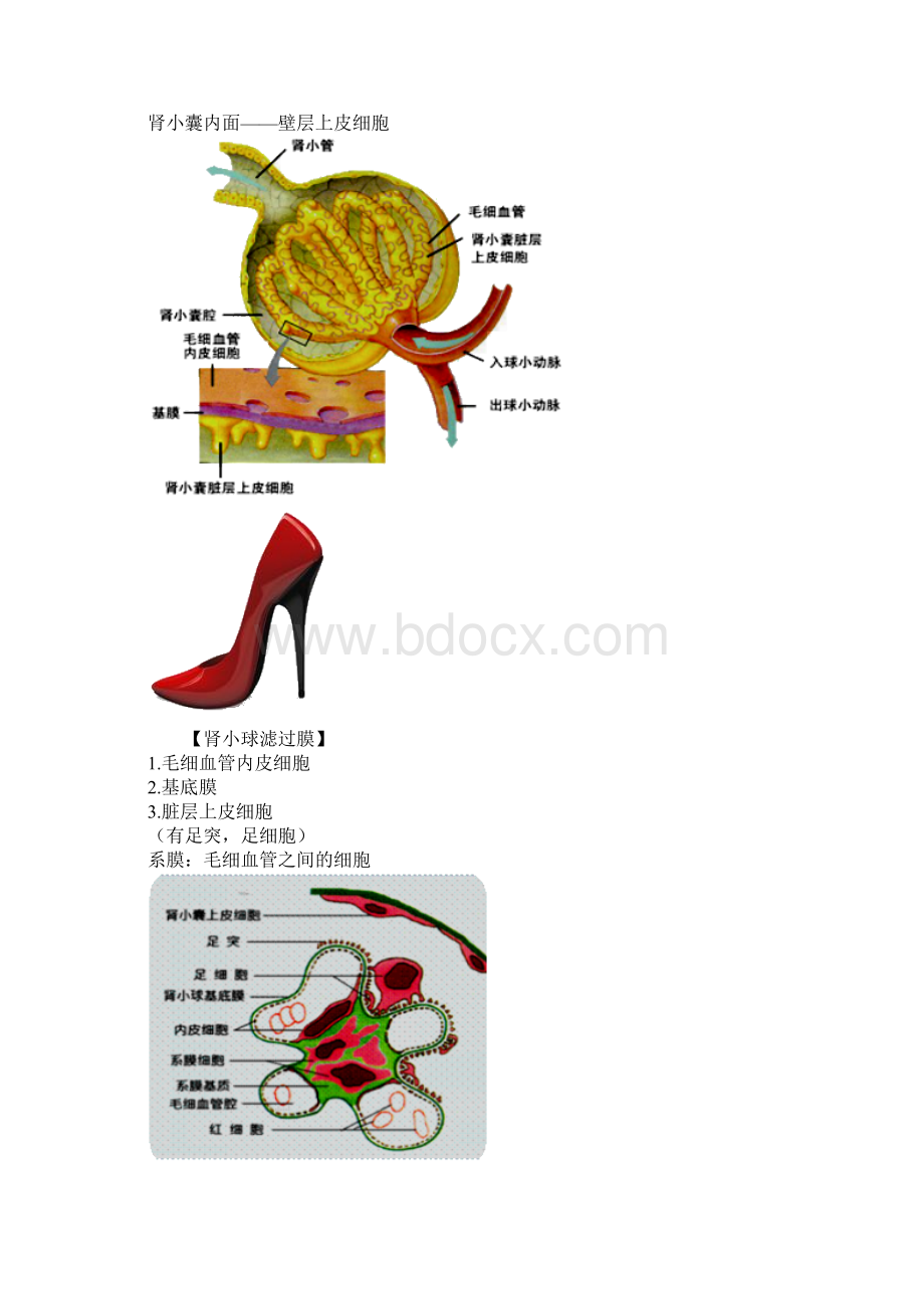 病理学泌尿系统疾病.docx_第2页