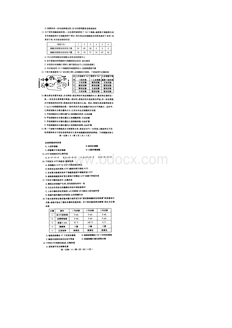 河南省洛阳市学年高一上学期期末考试生物试题 扫描版含答案Word格式文档下载.docx_第2页