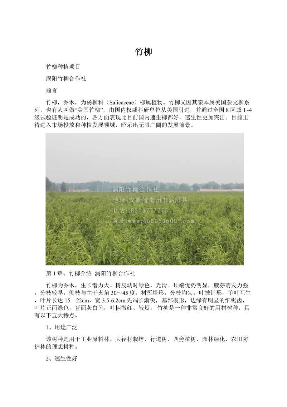 竹柳Word文档下载推荐.docx_第1页