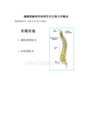 胸腰椎解剖学病理学及生物力学概述Word格式.docx