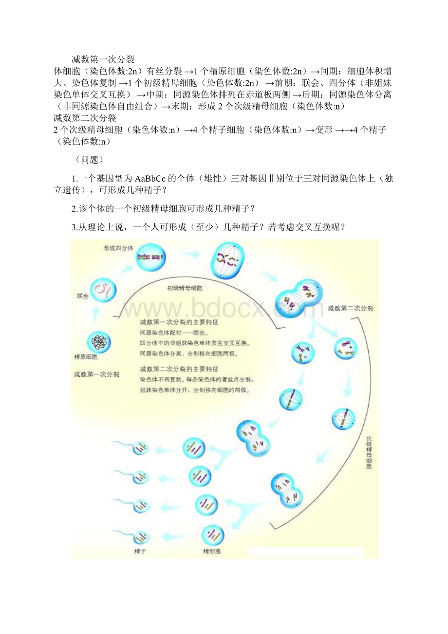 减数分裂和受精作用一节的教案文档格式.docx_第3页