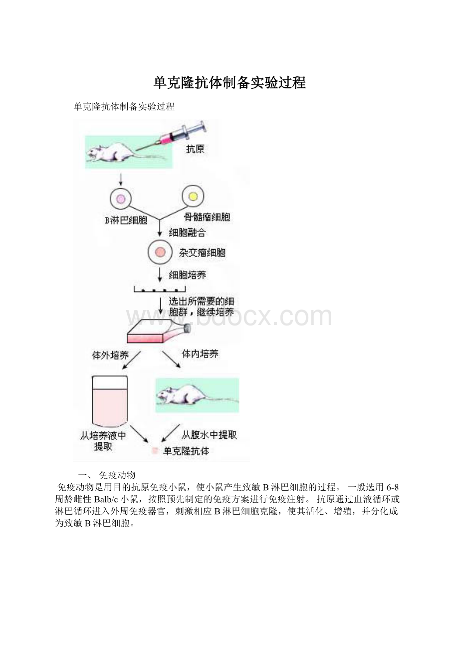 单克隆抗体制备实验过程.docx_第1页