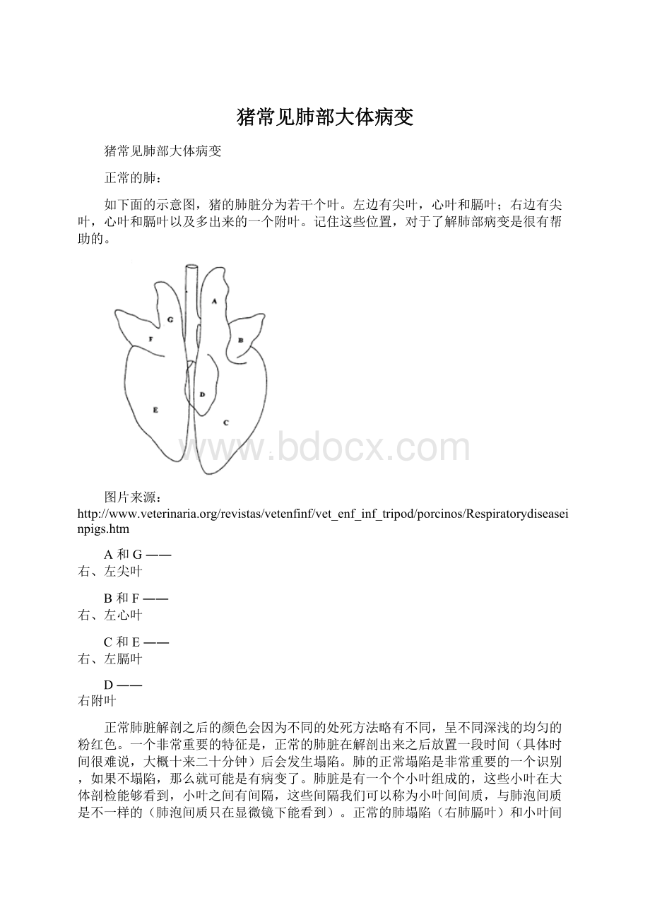 猪常见肺部大体病变.docx