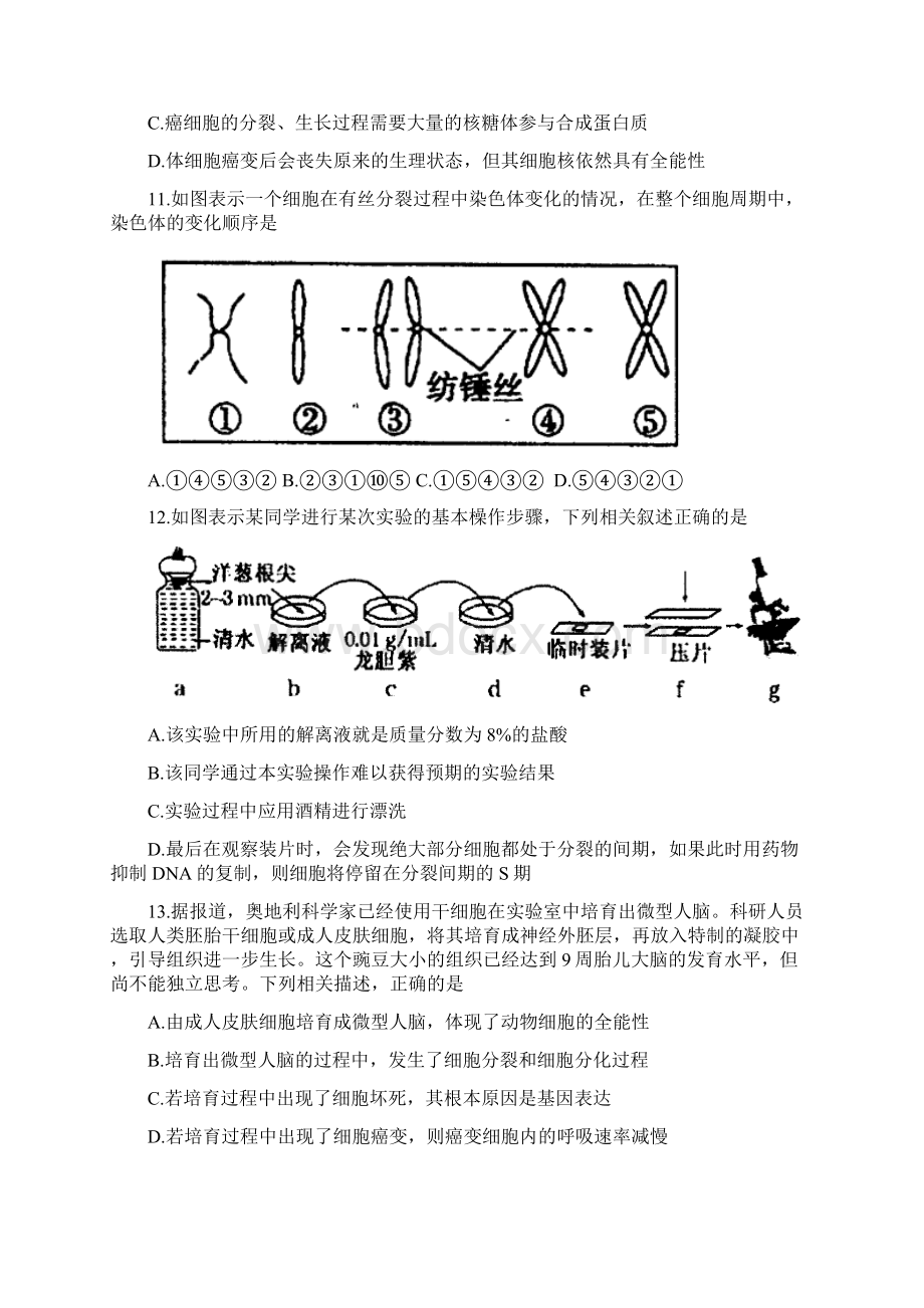 河北省武邑中学学年高一下学期期中考试生物试题Word下载.docx_第3页