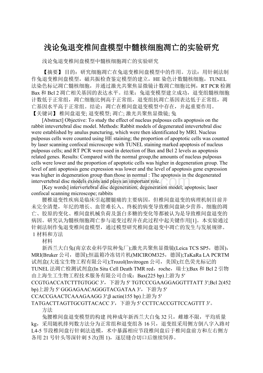 浅论兔退变椎间盘模型中髓核细胞凋亡的实验研究文档格式.docx