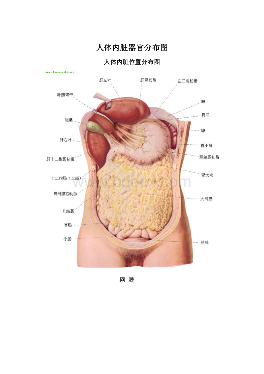 人体内脏器官分布图Word文档格式.docx