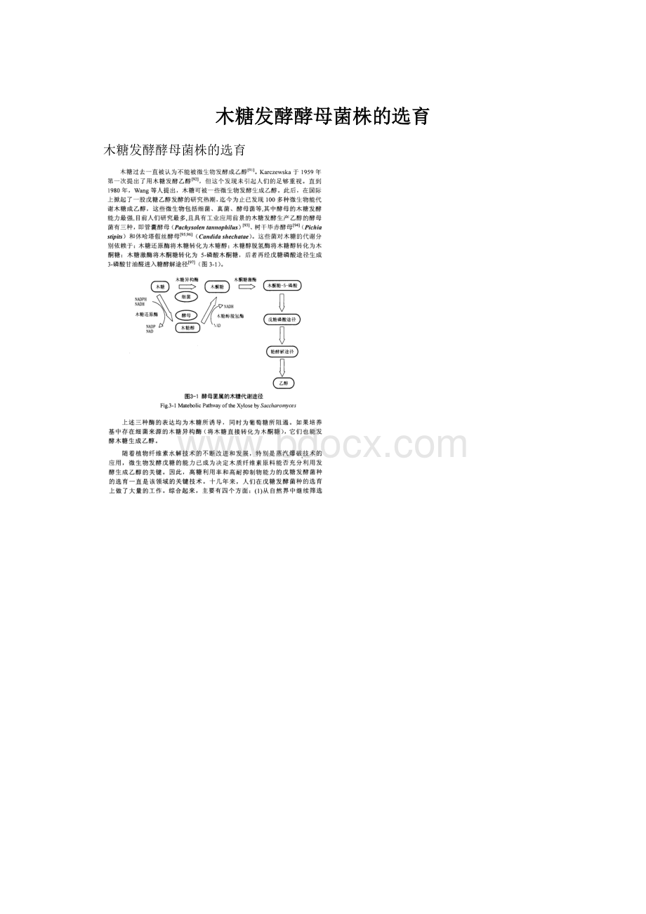 木糖发酵酵母菌株的选育.docx