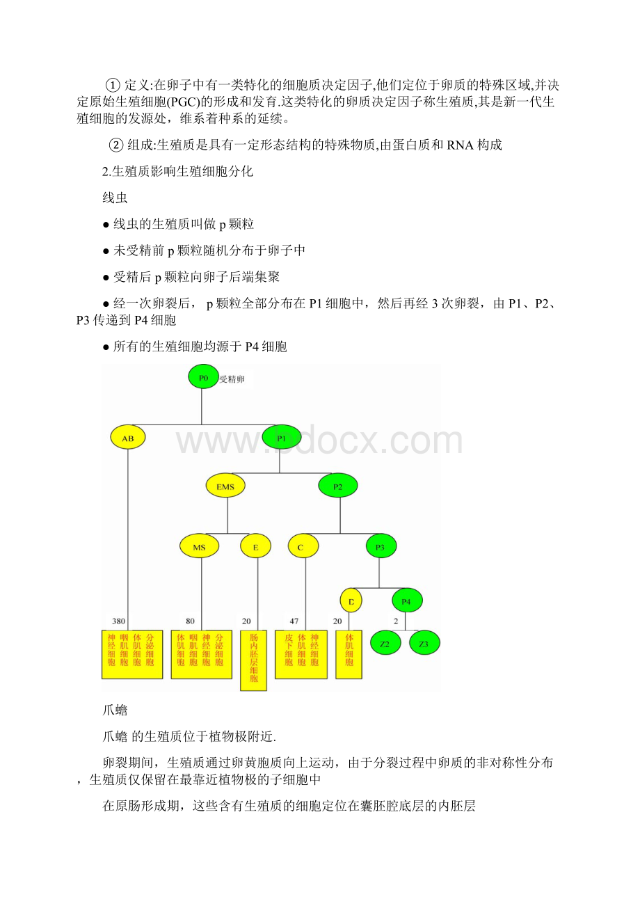 第1章 生殖细胞发生.docx_第2页