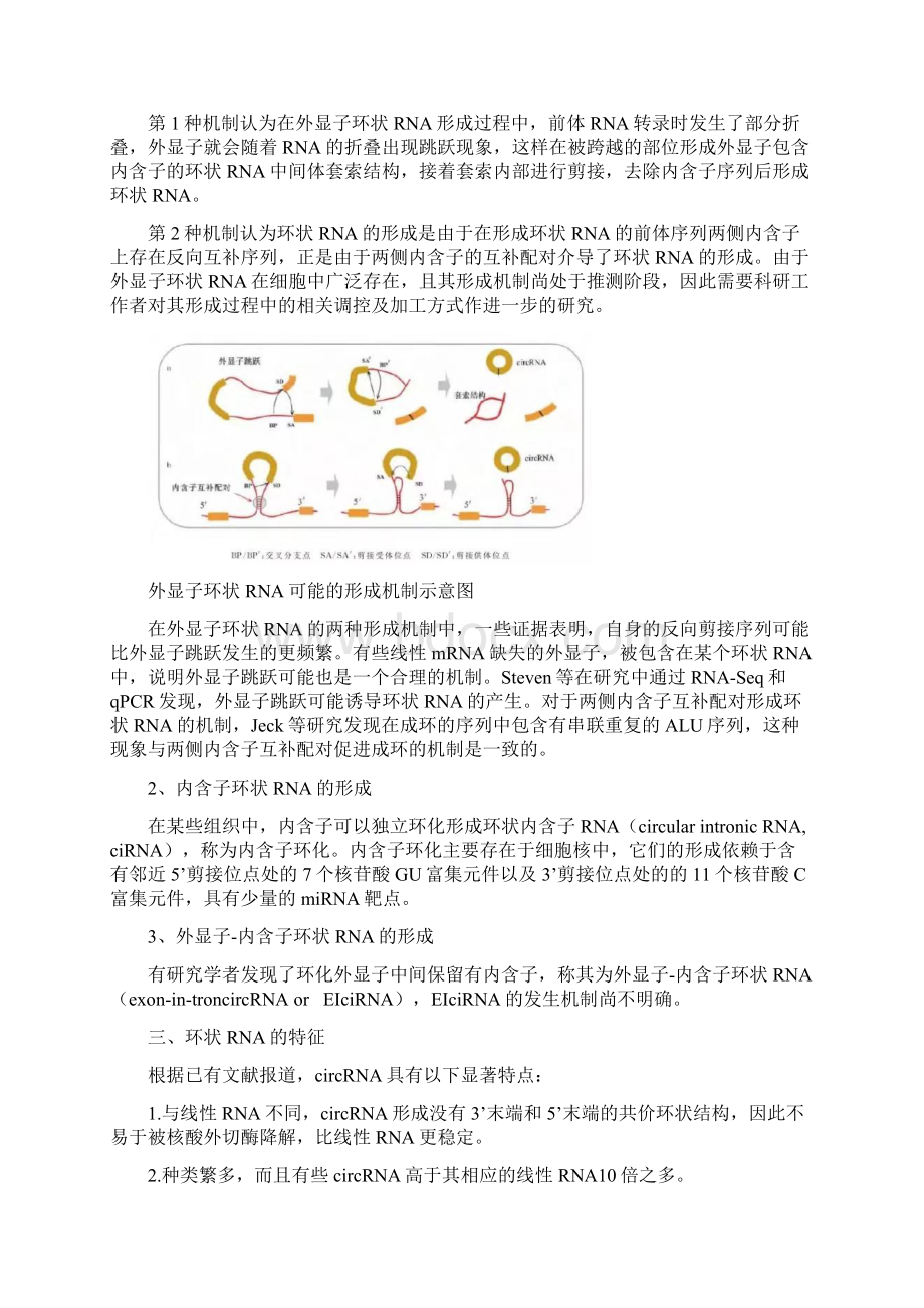 环状RNAcircRNA研究现状及各月份研究总结Word格式.docx_第2页