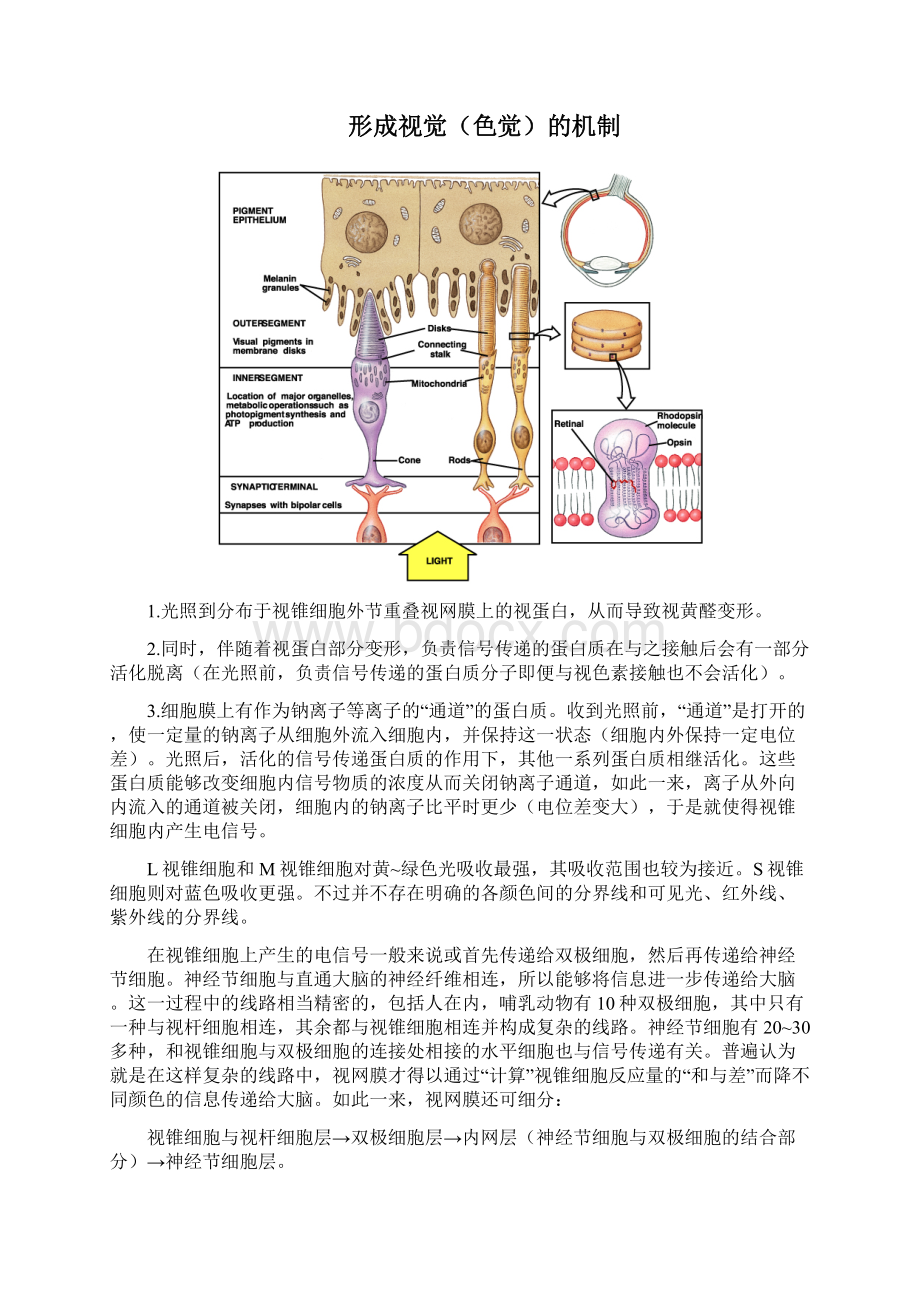 五种感觉的形成机制.docx_第3页