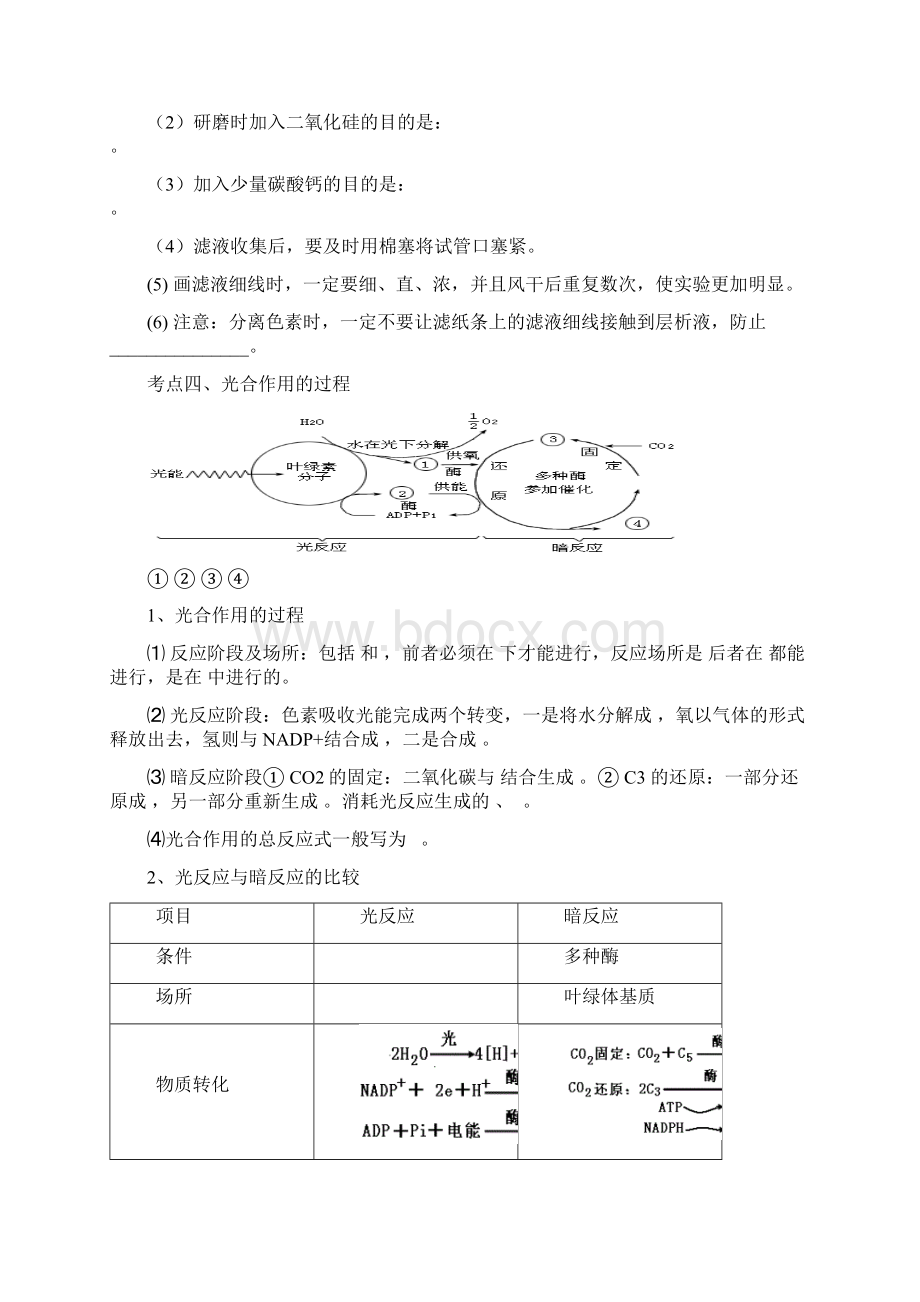 光合作用Word格式.docx_第3页