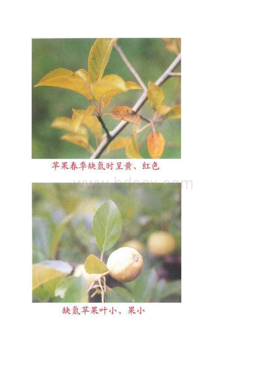 苹果缺素症Word文档格式.docx_第2页