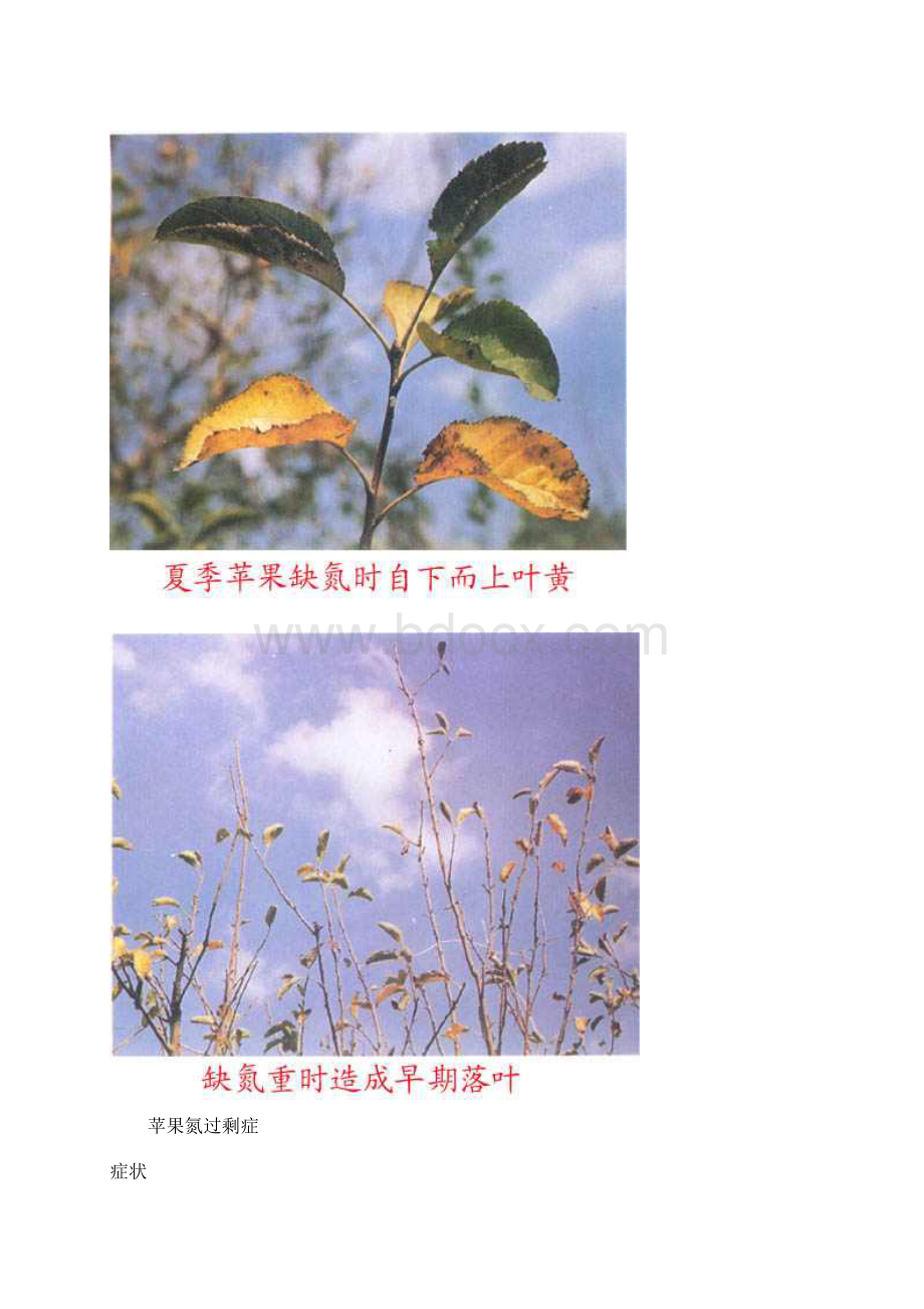 苹果缺素症Word文档格式.docx_第3页