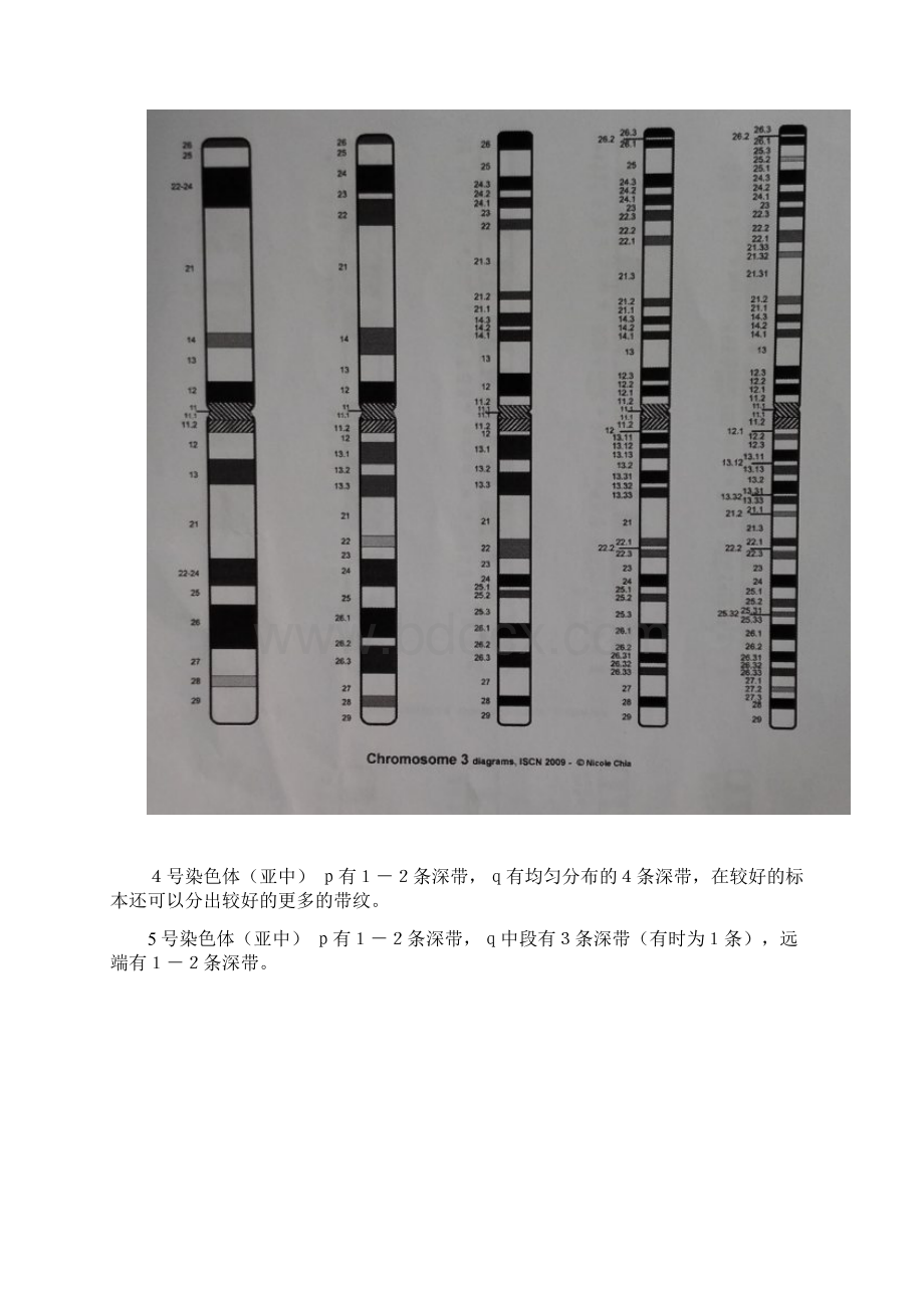 染色体模式图Word格式文档下载.docx_第3页