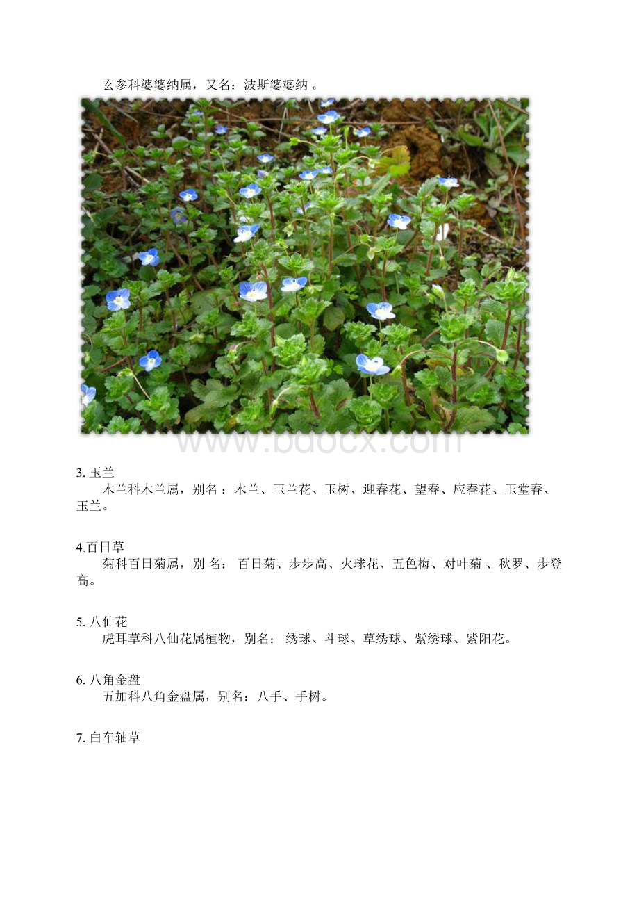 常见道路绿化园林绿化植物百余种附图之欧阳学创编.docx_第2页