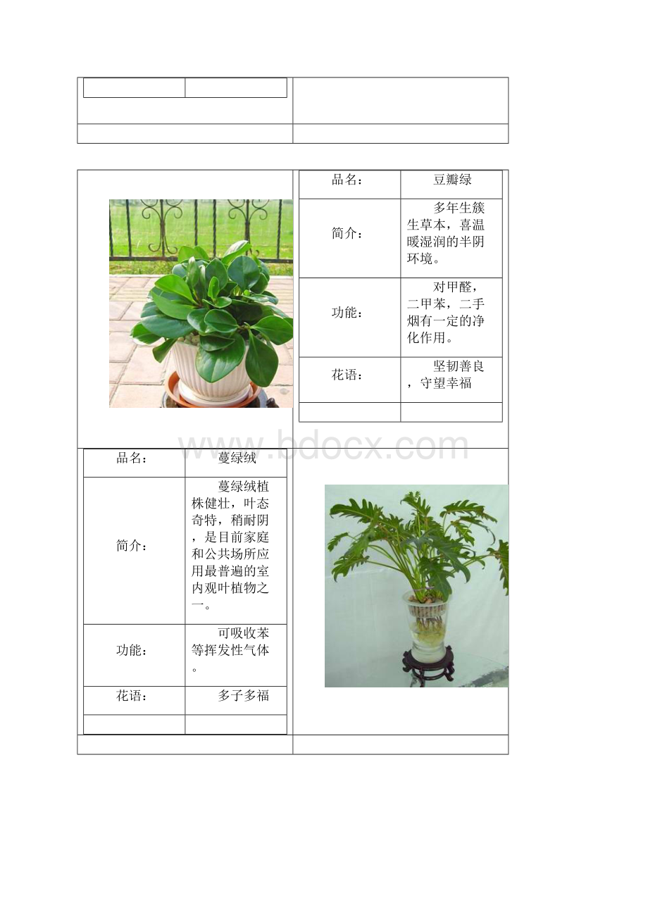 常见绿色植物图表.docx_第2页