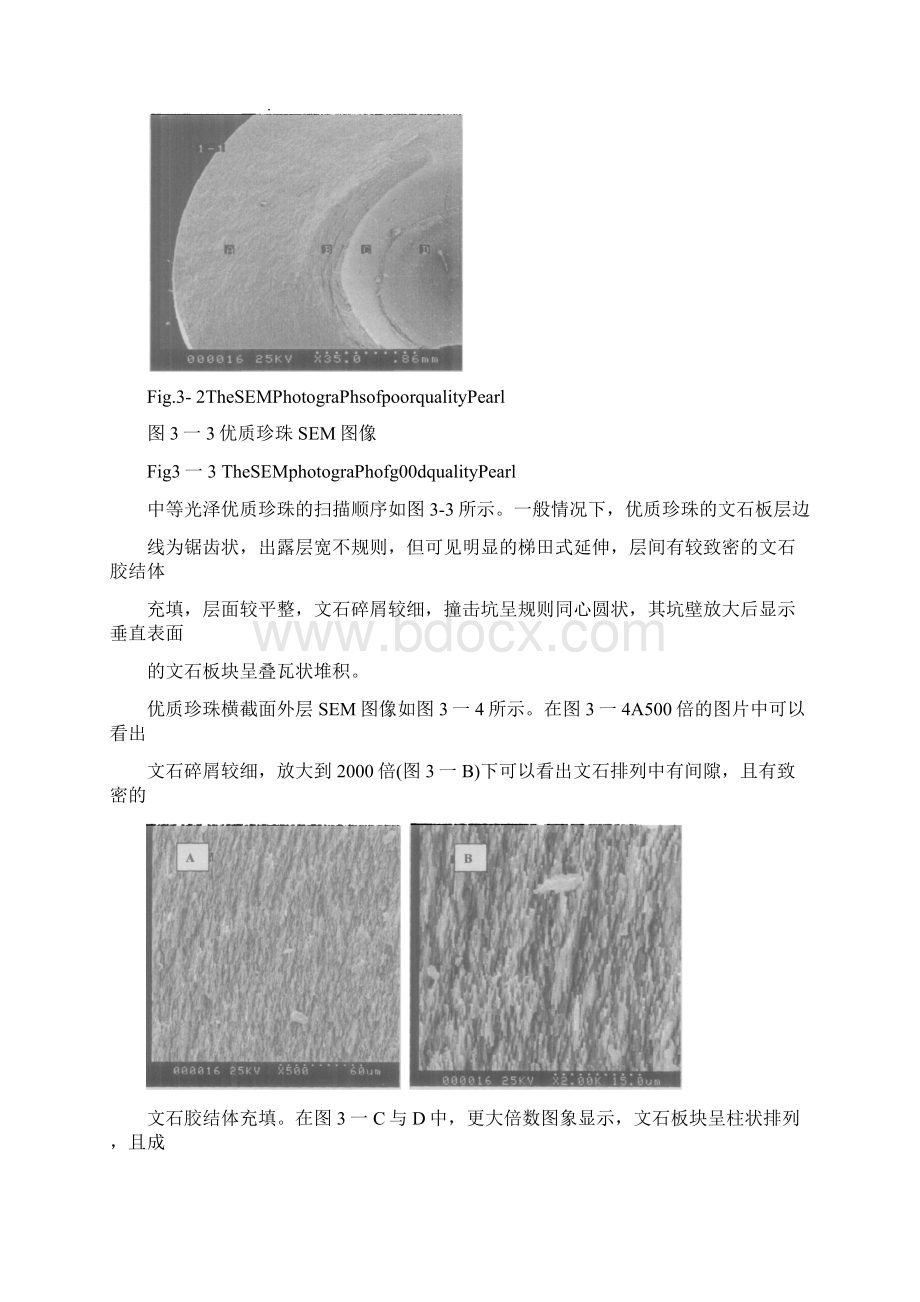 珍珠的SEM分析文档格式.docx_第2页