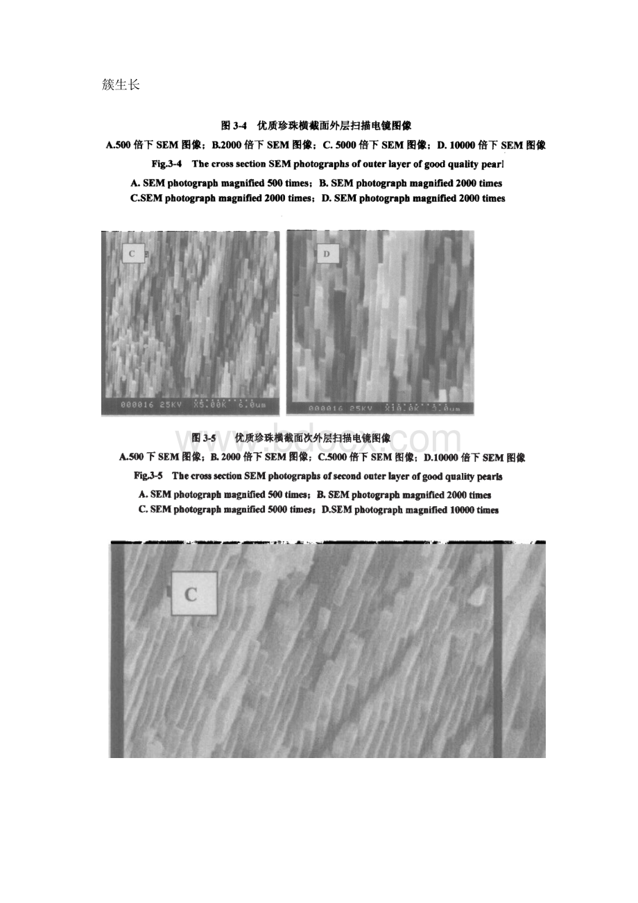 珍珠的SEM分析文档格式.docx_第3页