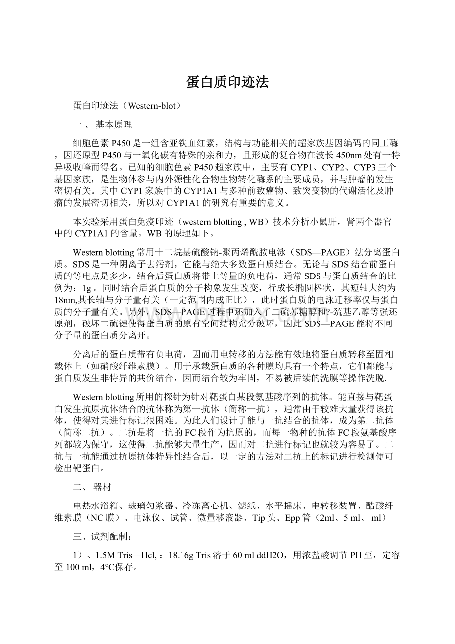 蛋白质印迹法文档格式.docx