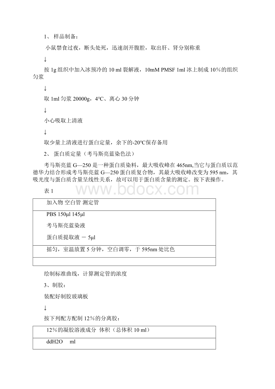 蛋白质印迹法文档格式.docx_第3页