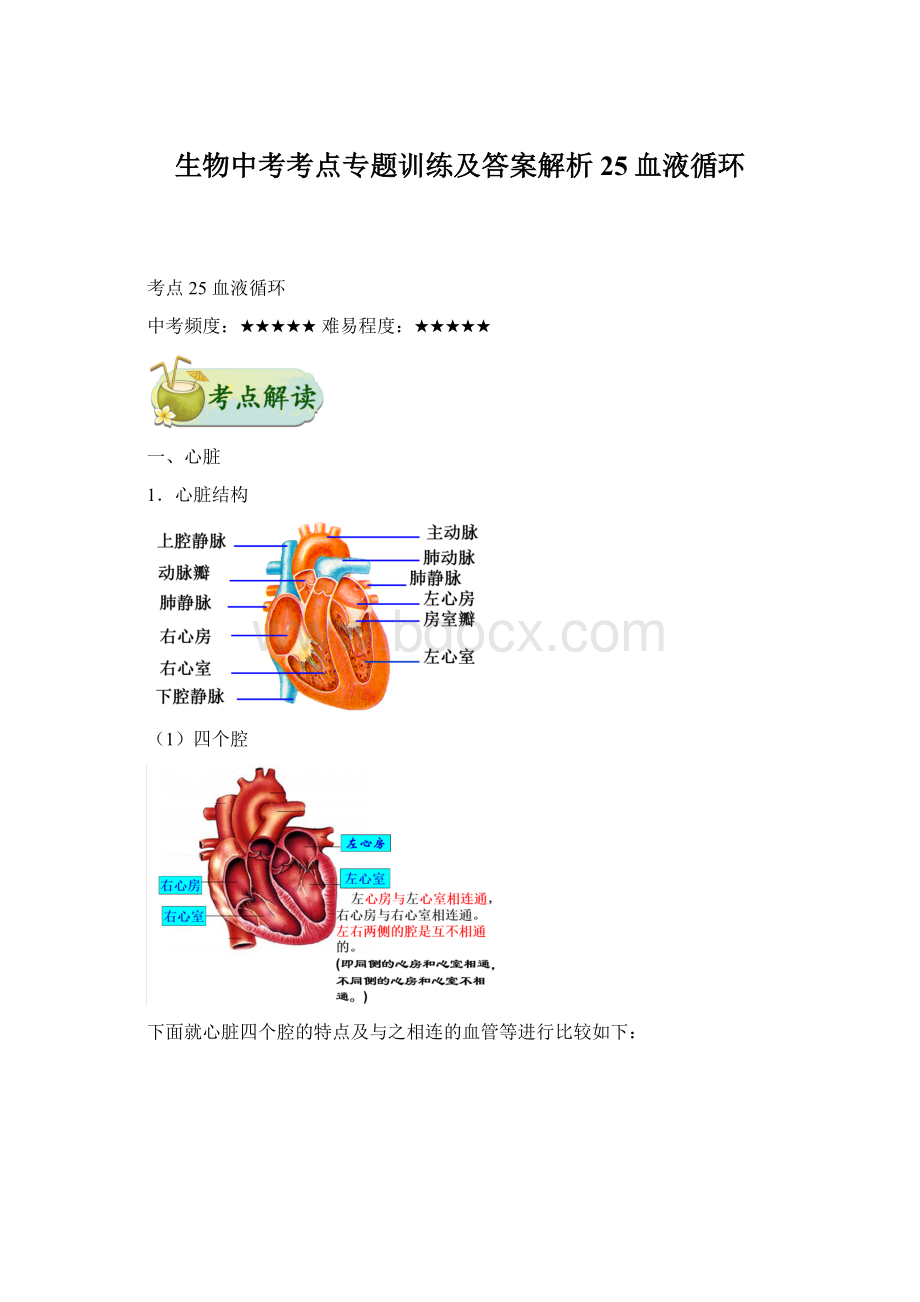 生物中考考点专题训练及答案解析25血液循环Word格式.docx