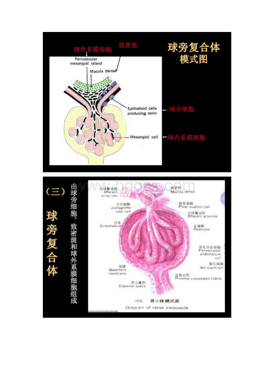 肾脏切片HE染色讲解.docx_第2页