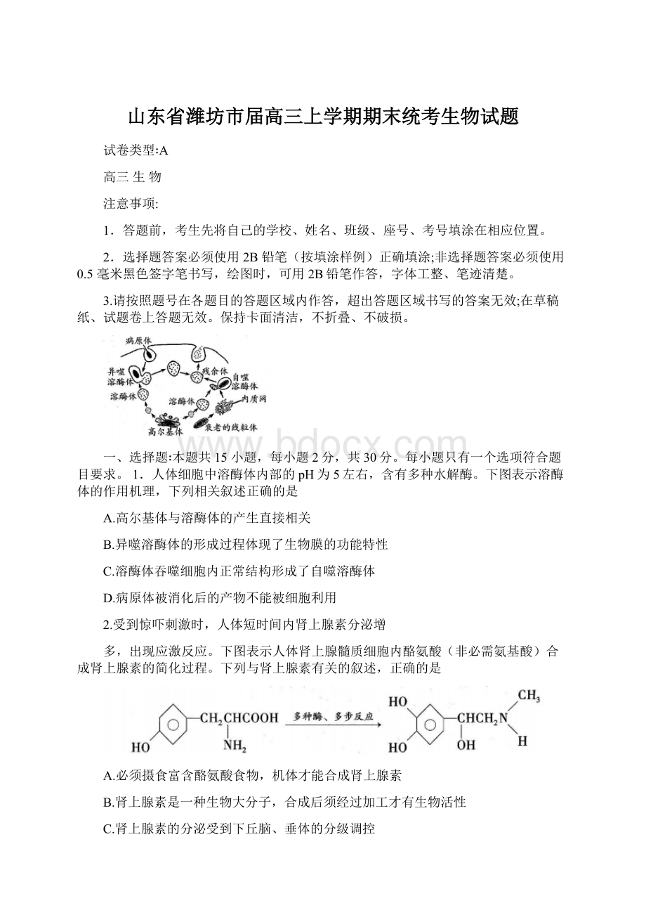 山东省潍坊市届高三上学期期末统考生物试题文档格式.docx