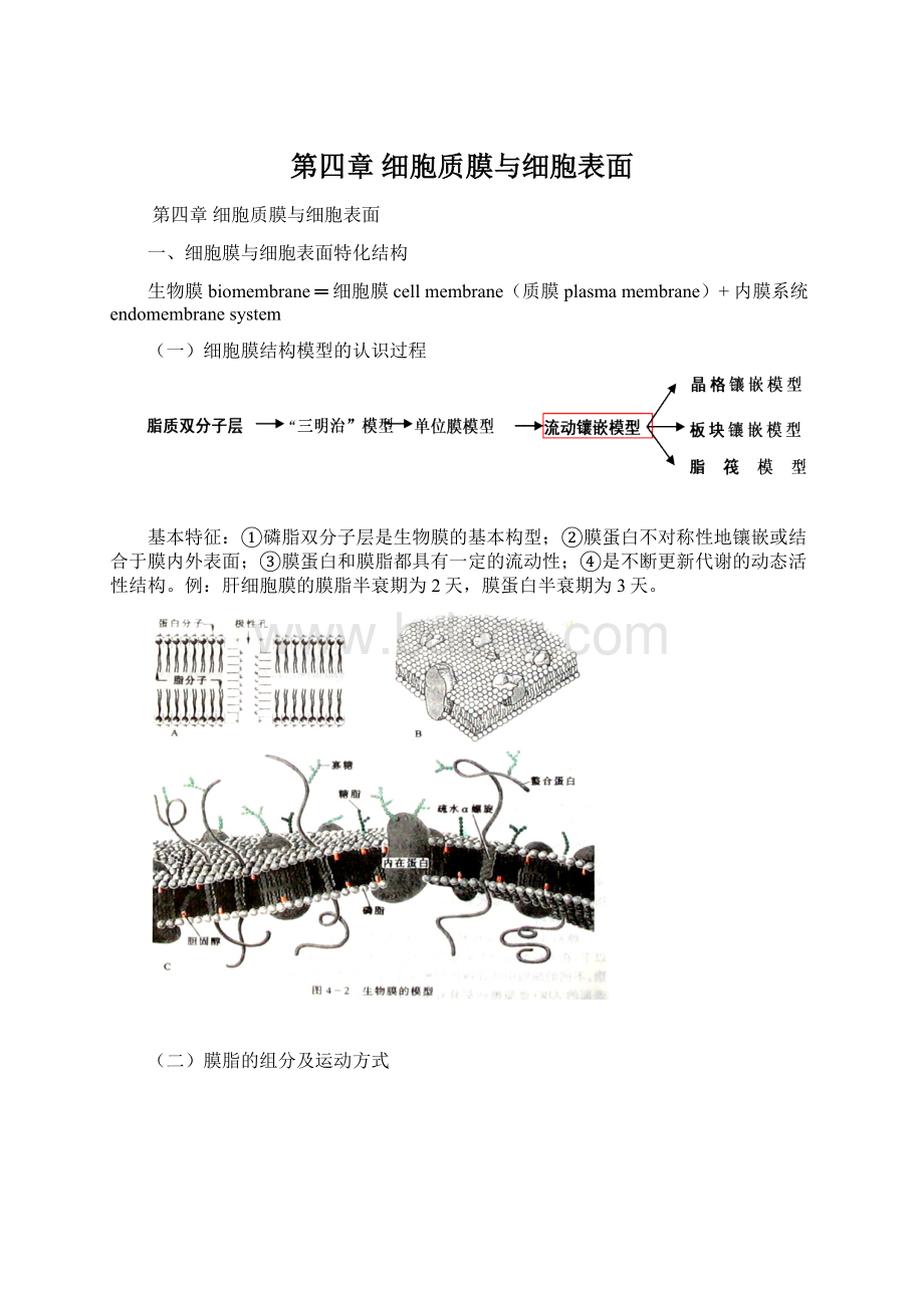 第四章 细胞质膜与细胞表面Word文件下载.docx