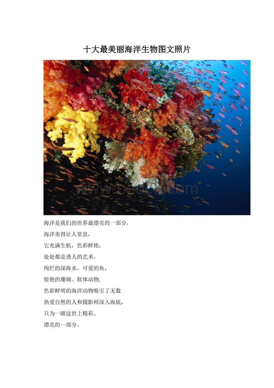 十大最美丽海洋生物图文照片Word文档格式.docx_第1页