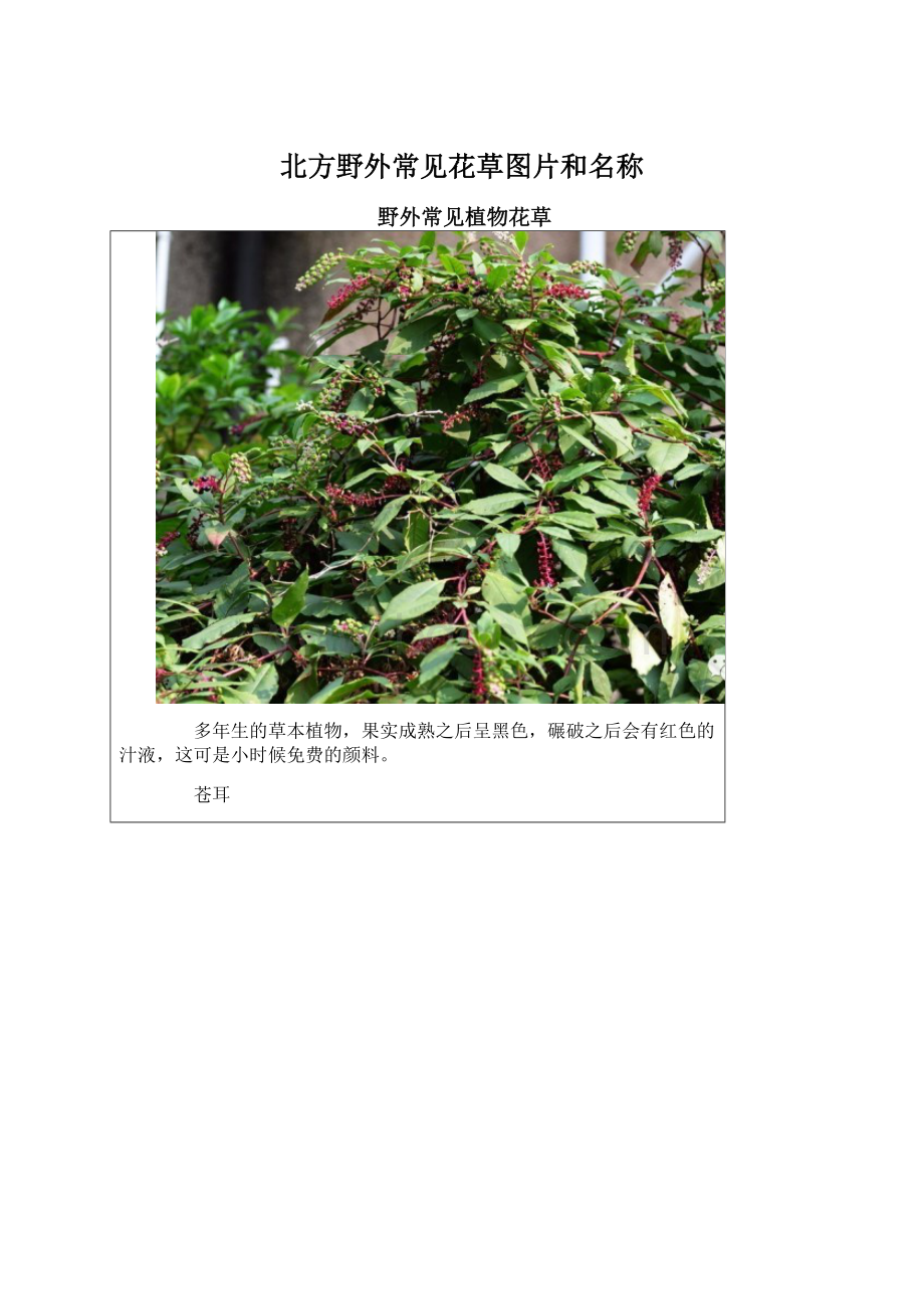 北方野外常见花草图片和名称Word文档格式.docx_第1页