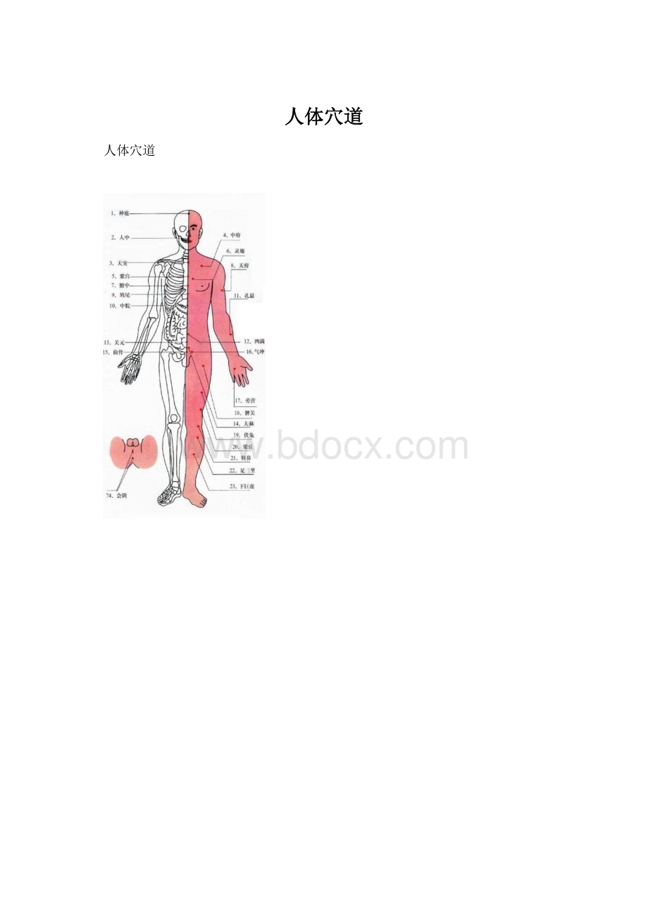 人体穴道Word文档下载推荐.docx_第1页