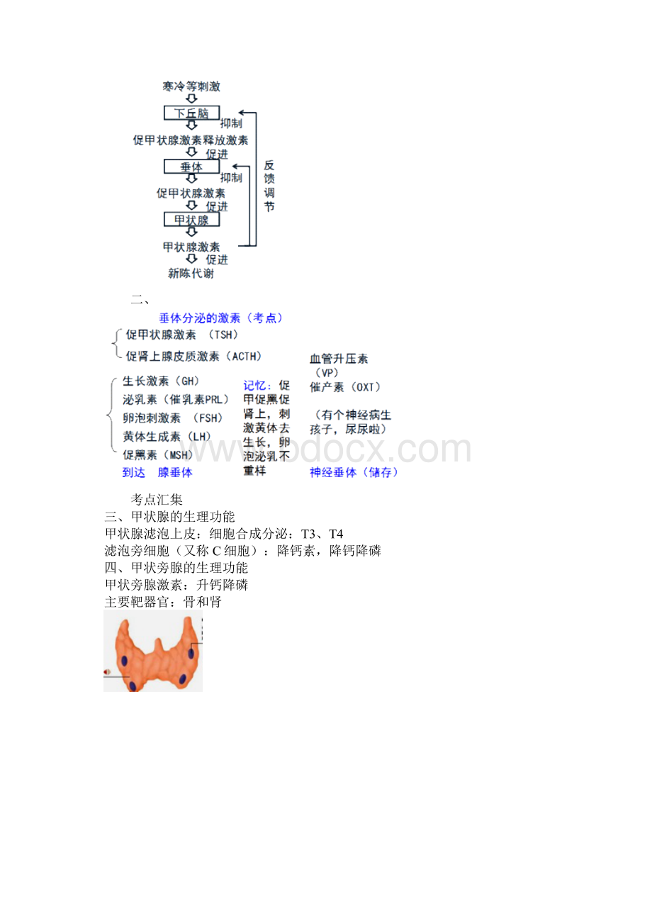 执业医师考试重点内分泌系统.docx_第2页