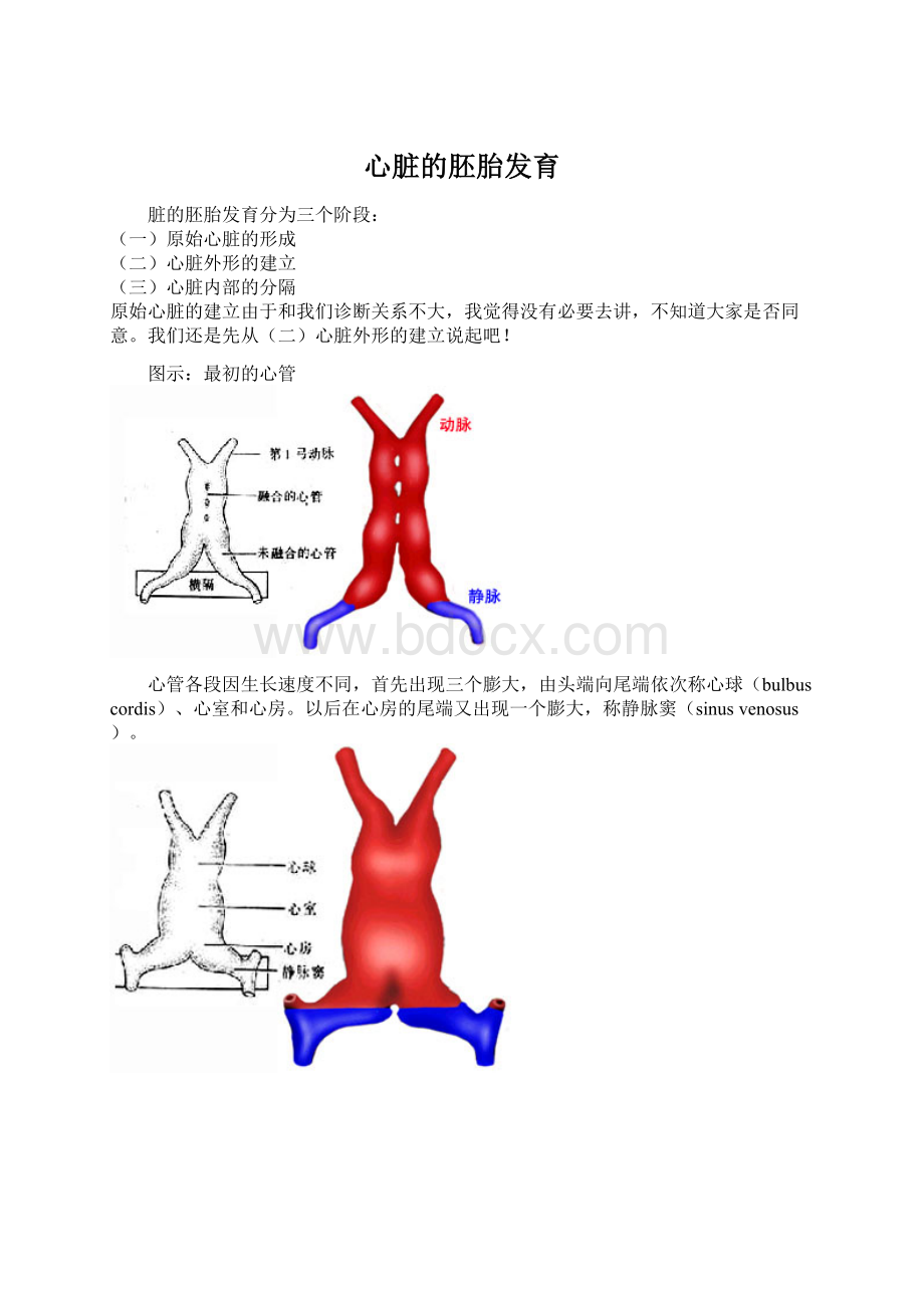 心脏的胚胎发育.docx